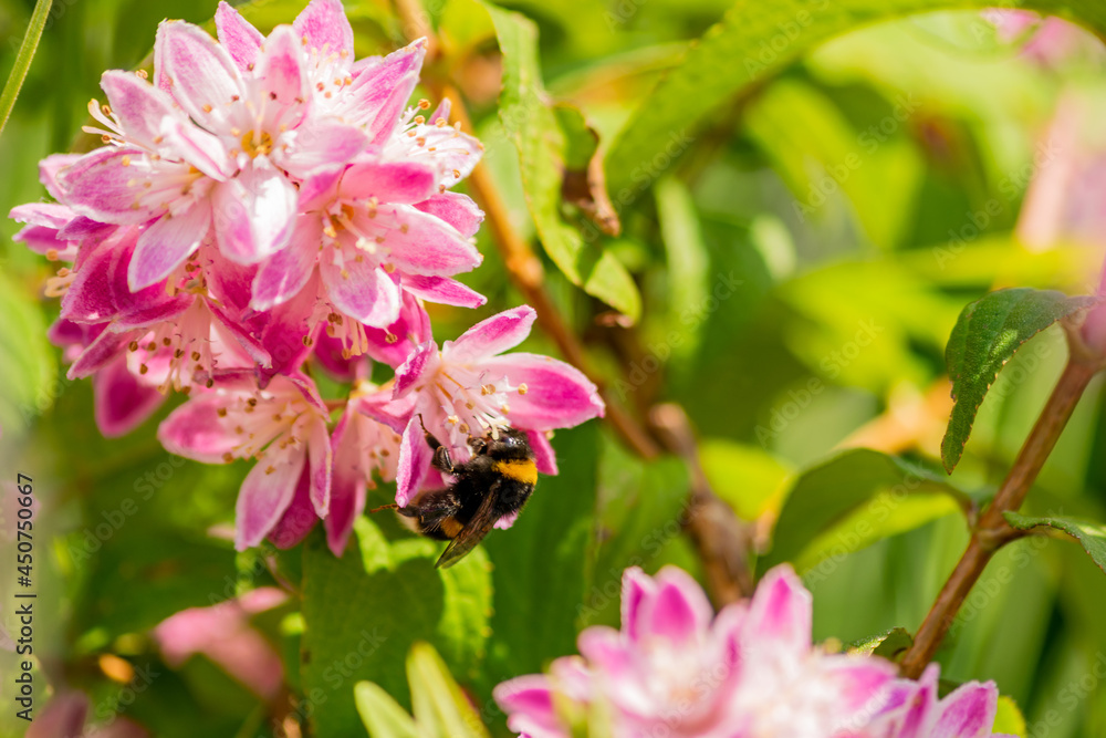 Close up of bumble bee on Deutzia Tourbillon Rouge flowers in sunny summer day. Bee polinator on pink flowers. Close up of bumble bee on Deutzia Tourbillon Rouge flowers in sunny summer day. Bee polinator on pink flowers.