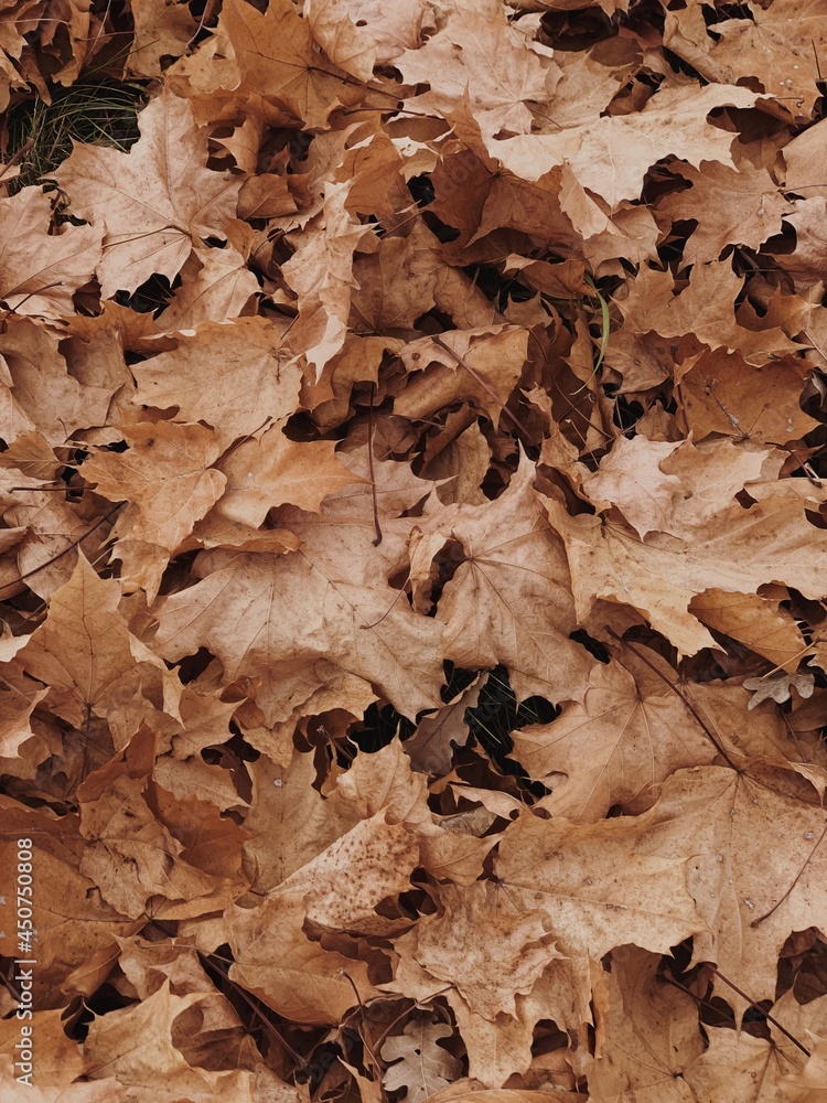 Neutral autumn fall maple leaves background. Seasonal outdoor autumn fall leaves texture Neutral autumn fall maple leaves background. Seasonal outdoor autumn fall leaves texture