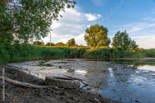 Tire on the bank of an overgrown pond in the middle of green trees at sunset. Rural landscape, ecology