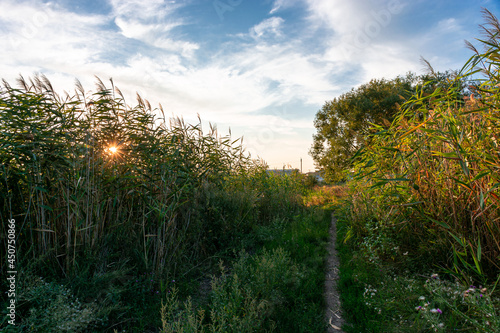 trail among reed bushes at sunset, rural landscape