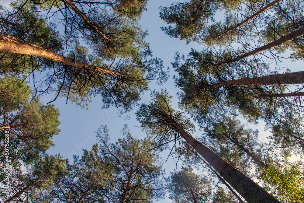 Obraz premium View of the forest from below on the green crowns of tall trees.