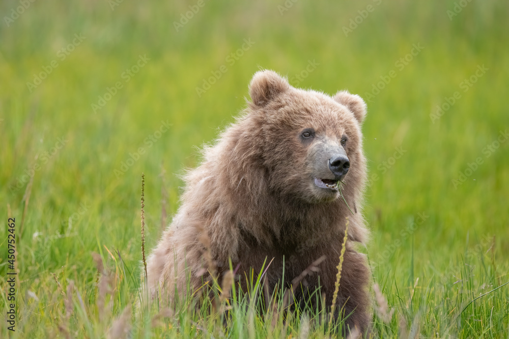 Obraz premium Brown Bear Cub at Lake Clark