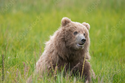 Brown Bear Cub at Lake Clark