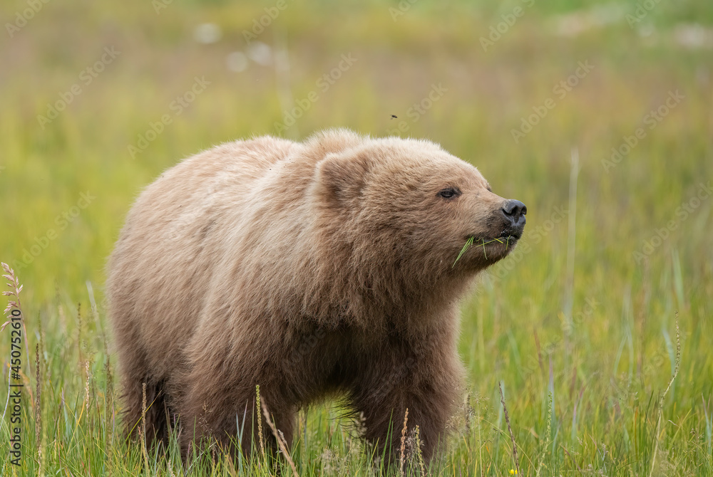 Obraz premium Portrait of Cub, Showing Right Profile