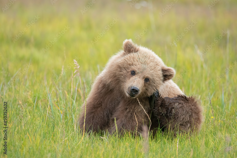 Fototapeta premium Scratching Brown Bear, Lake Clark