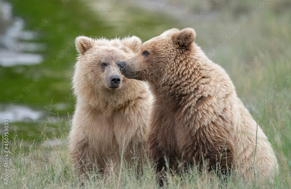Fototapeta premium Light Colored Brown Bear Two Year Old Cubs, Lake Clark