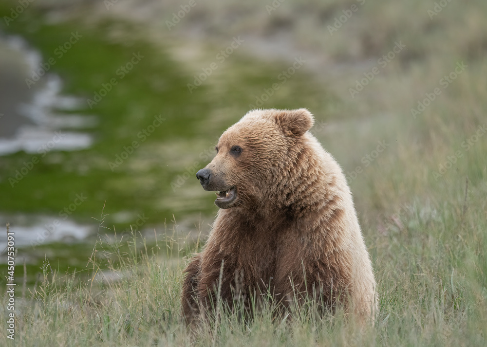 Obraz premium Two Year Old Brown Bear Cub, Lake Clark