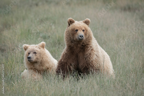 Light Colored Brown Bear Two Year Old Cubs, Lake Clark