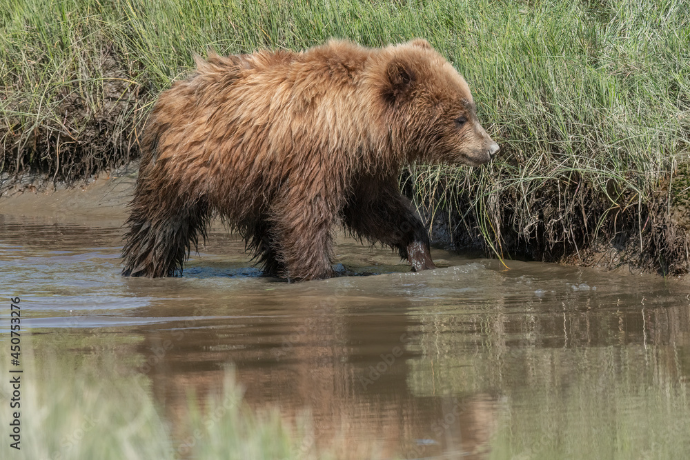 Cub Walking in Slough, Lake Clark Cub Walking in Slough, Lake Clark