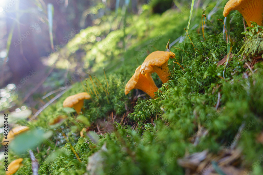 Eierschwammerl im dunklen Wald Eierschwammerl im dunklen Wald