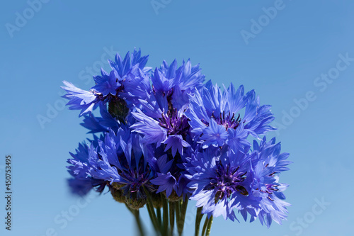 blue cornflowers in the summer