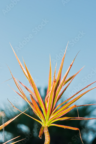 front view  close distance of a tropical plant with clumps of narrow and colorful leaves  with a blue sky background