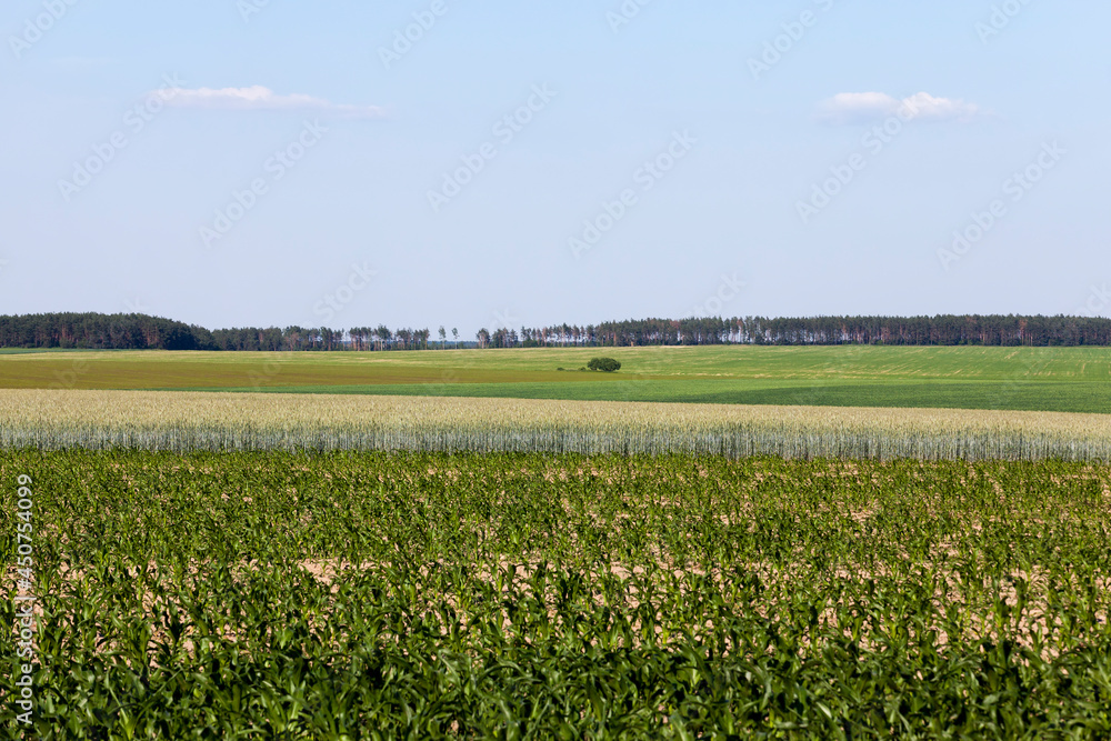 an agricultural field where wheat is grown
