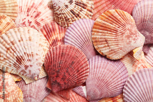 Top view of beautiful color seashells as background