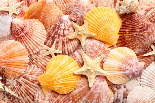 Top view of beautiful color seashells and starfishes as background