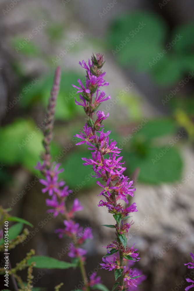Obraz premium Colourful pretty flowers of Purple loosestrife (Lythrum salicaria) plant growing on road side in natural forest