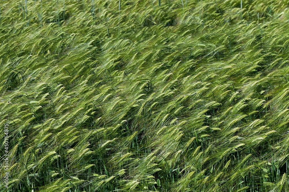 rye field with green unripe rye spikelets rye field with green unripe rye spikelets