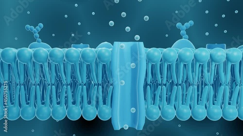 Cell membrane with ion channel cross-section