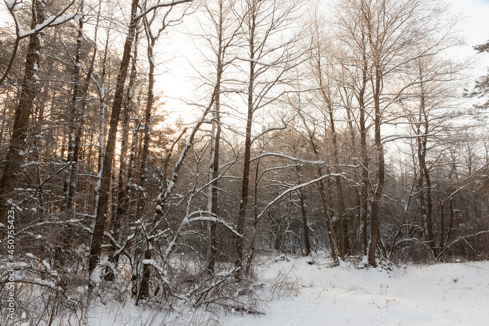 Fototapeta premium in the snow, deciduous trees in the winter season