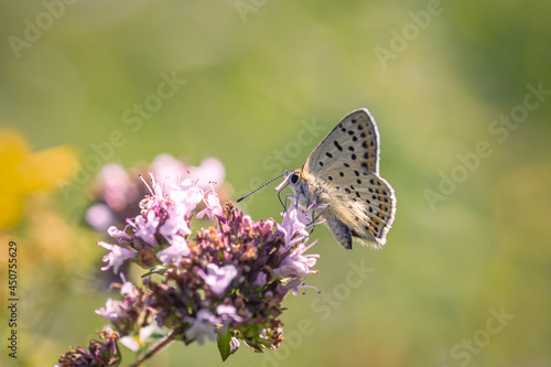 A butterfly gathers small wild pink flowers