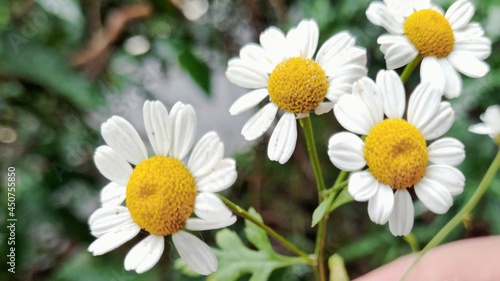 white flowers