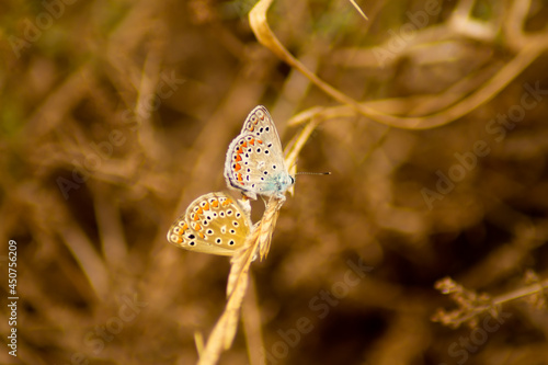 butterfly on grass