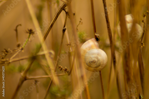 snail on a leaf