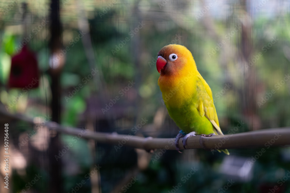Obraz premium yellow-green bird resting on a stick