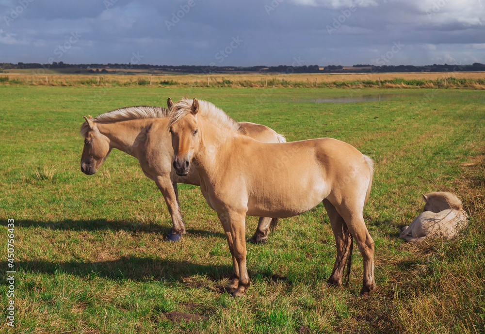 Beautiful thoroughbred horses with foal graze in the meadow at sunset Beautiful thoroughbred horses with foal graze in the meadow at sunset