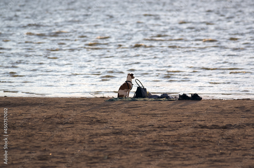Mały pies siedzący na brzegu morza	
 - obrazy, fototapety, plakaty 