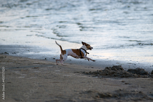 Mały pies biegnący wzdłuż linii brzegowej morza 