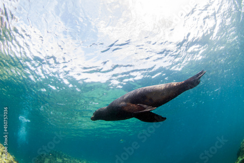 Sea Lion near to La Paz, Mexico