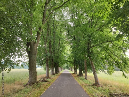 Allee im Sommer