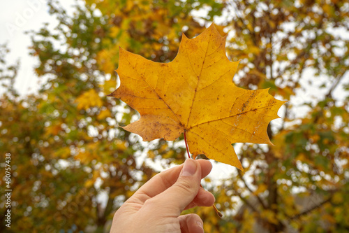 Hand holds maple yellow leaf on the background