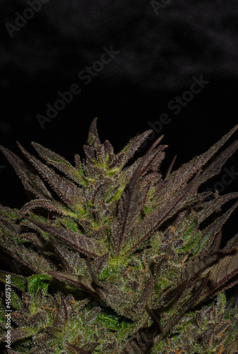 Flowering of the Purpa marijuana plant with dark background and bright resin.