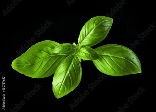 Leinwand Poster green basil leaf