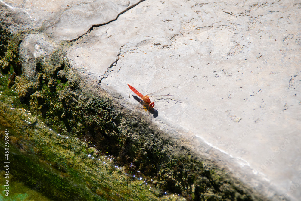 Fototapeta premium climber on the rock