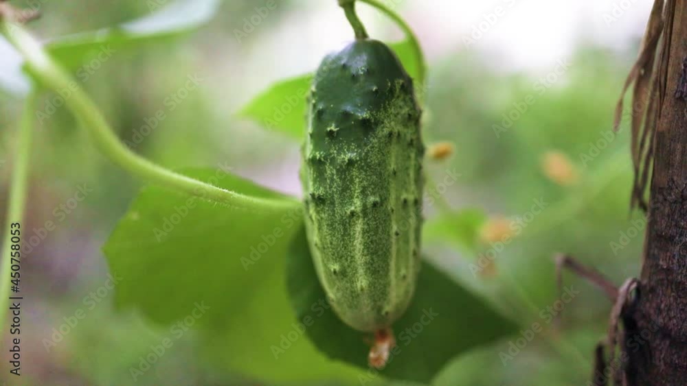Fresh prickly cucumber grows with yellow flower on a bush in a greenhouse or in a field. Harvesting concept. Fresh prickly cucumber grows with yellow flower on a bush in a greenhouse or in a field. Harvesting concept.