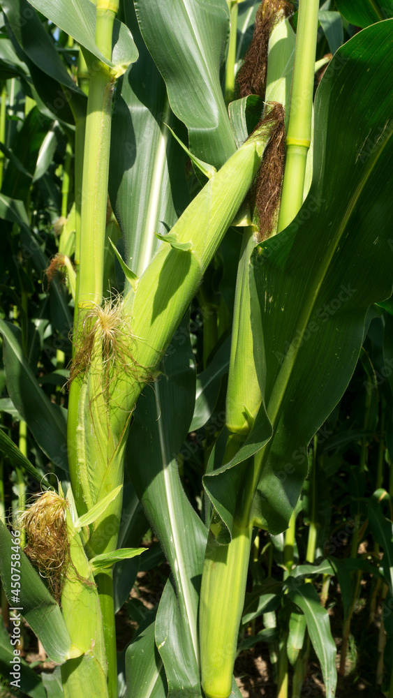 Sweet corn, green full grown many corn plant with green leaves and corn
