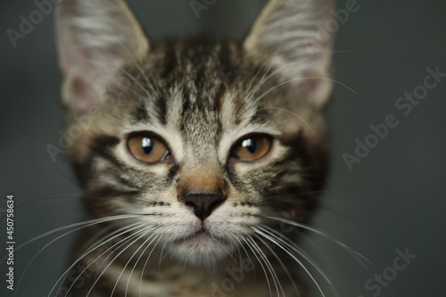 portrait of a kitten © m.zh