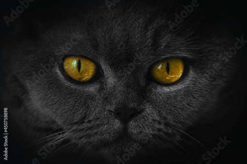 black portrait of a cat with yellow eyes 