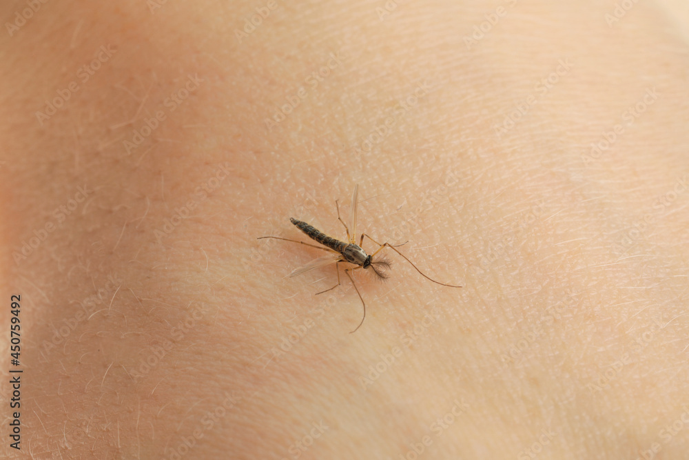 Closeup view of mosquito on human's skin Closeup view of mosquito on human's skin