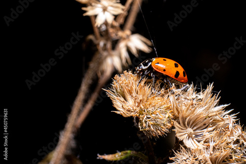 The ladybugs in the black backgound in detail photo