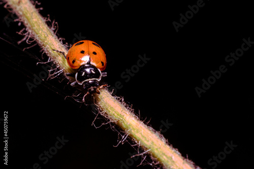 The ladybugs in the black backgound in detail photo