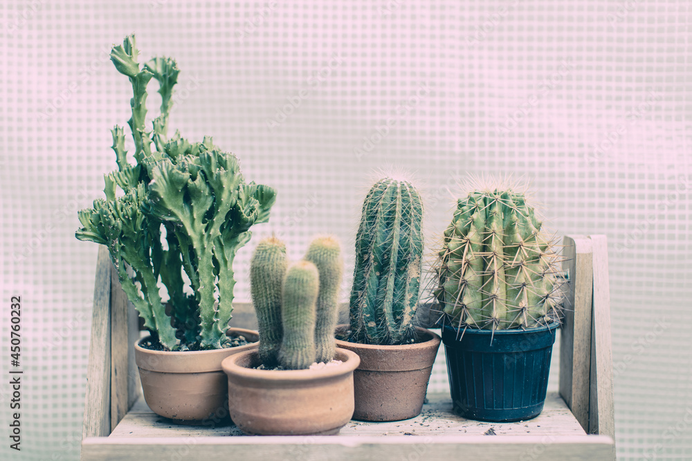 Rows group of various green cactus in clay and plastic pots on wood shelf Rows group of various green cactus in clay and plastic pots on wood shelf