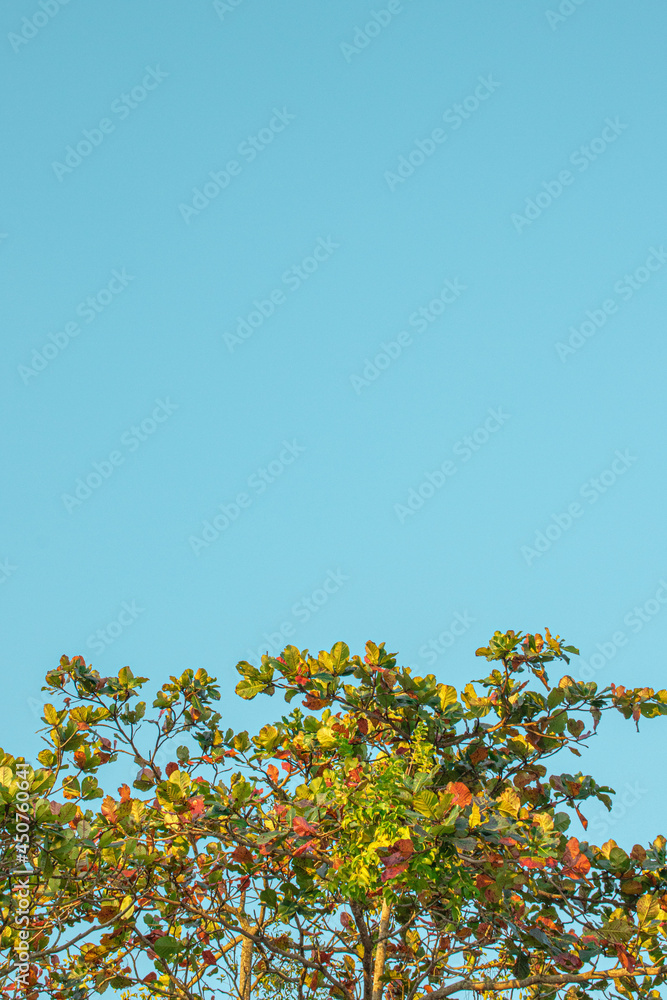 autumn leaves against blue sky autumn leaves against blue sky