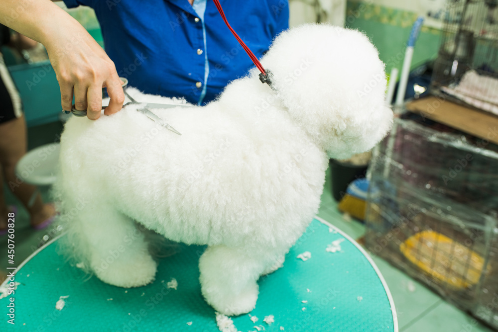 The groomer cut the dog. Bichon Frize. The groomer is working. Hairstyle, styling The groomer cut the dog. Bichon Frize. The groomer is working. Hairstyle, styling