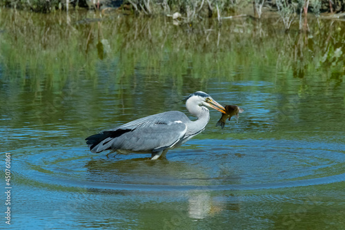 Grey heron fishing in river water with a fish in its beak.