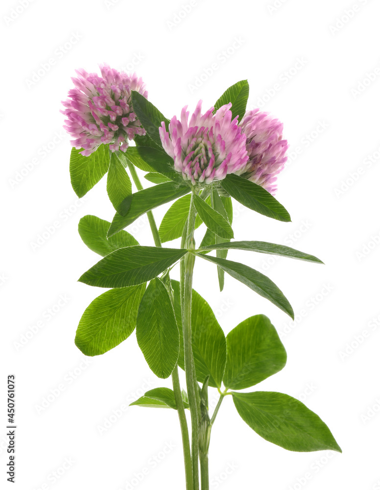 Beautiful clover flowers with green leaves on white background