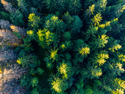 Forest of coniferous trees from above. Aerial view from drone.